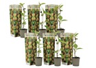 Kiwi actinidia 'jenny' - set de 6 - kiwi arbre fruitier a planter a jardin exterieur - pot 9cm - hauteur 20-40cm