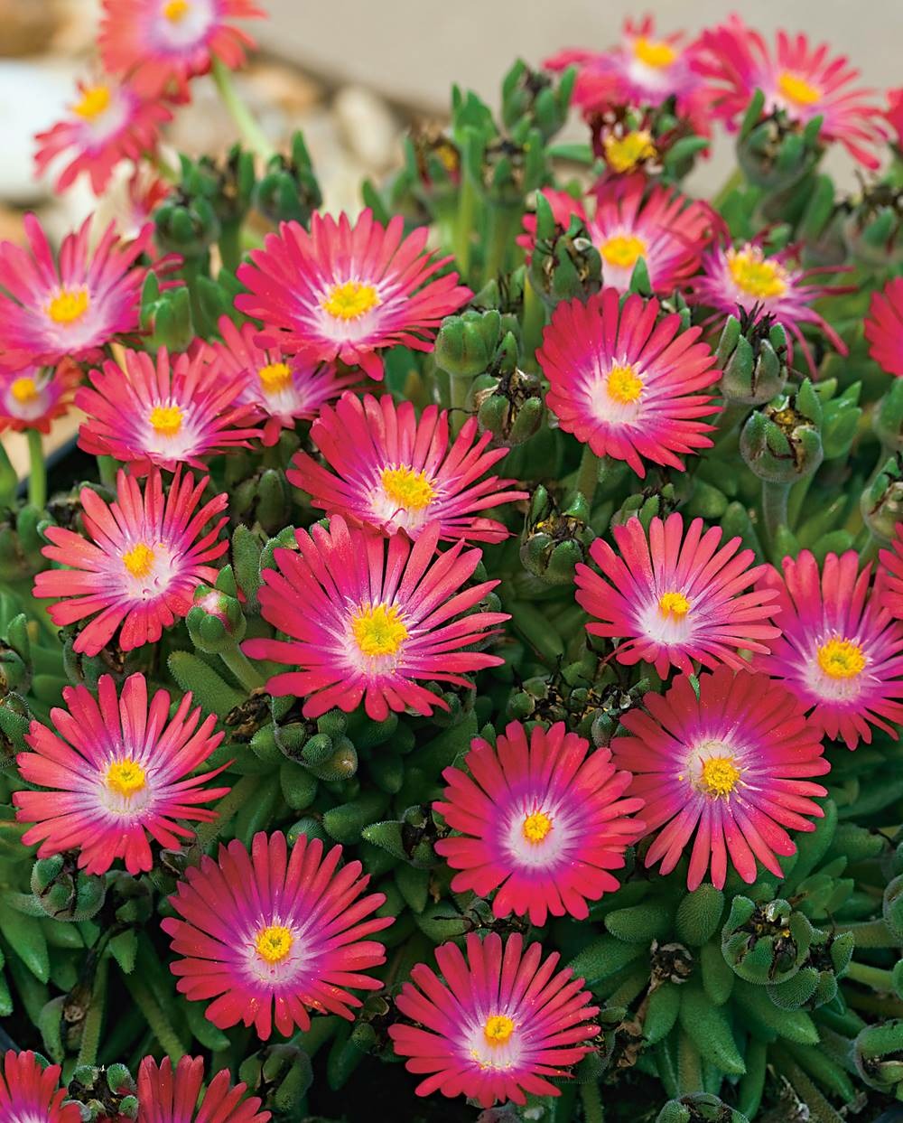 Delosperma jewel of desert garnet plante vivace - 3 godets