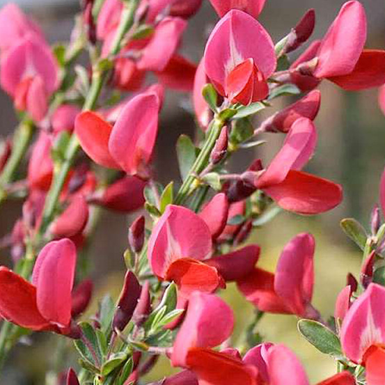 2 x genêt 'boskoop ruby' - cytisus 'boskoop ruby' - 40-60 cm pot