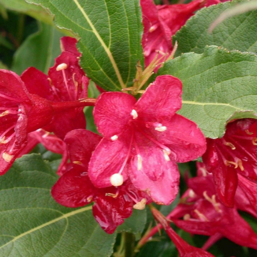 Weigela bristol ruby, weigelia pot de 3l - 20/40 cm