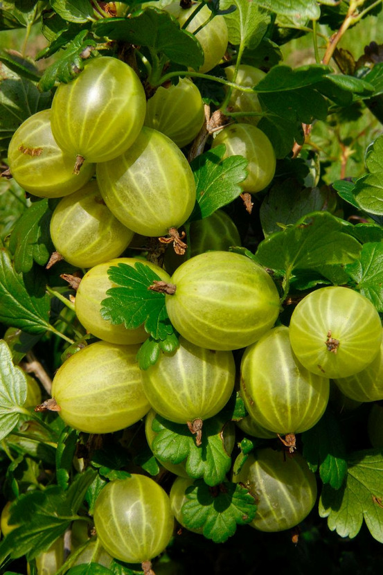 Groseillier à maquereau 'hinnonmäki gul' jaune - en pot de 1,5 litres