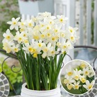 Narcissus sailboat botanical white x30 - bulbes de jonquille - bulbes de fleurs