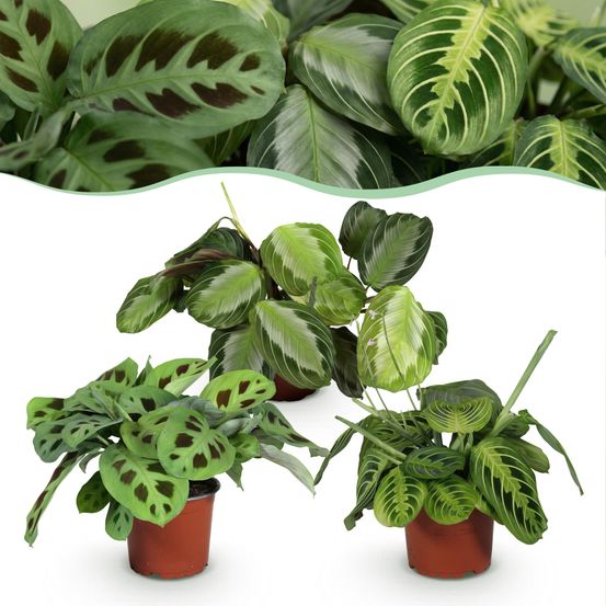 Maranta mix - silverband, lemon lime & kerchoveana - pet-friendly - pot de 12cm - hauteur 25cm - plantes d'intérieur