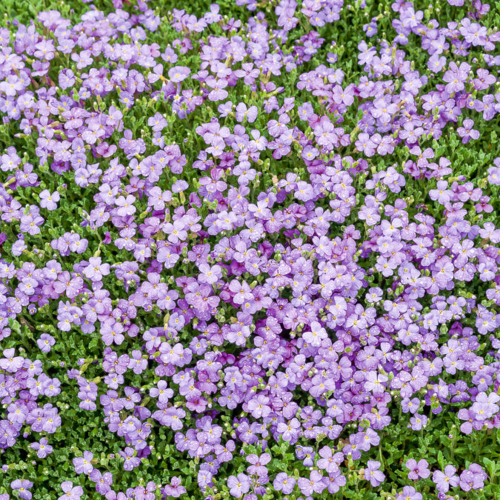 Aubriète cascade blue - le pot / ø 9cm, vendu par lot de 2