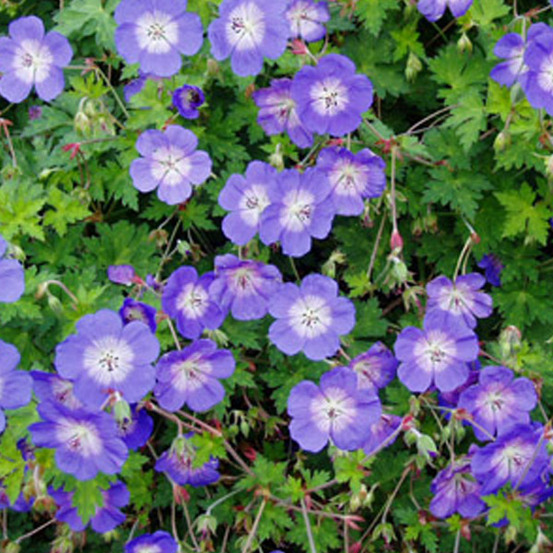 6 x géranium vivace 'rozanne' - geranium 'rozanne' - godet 9cm x 9cm