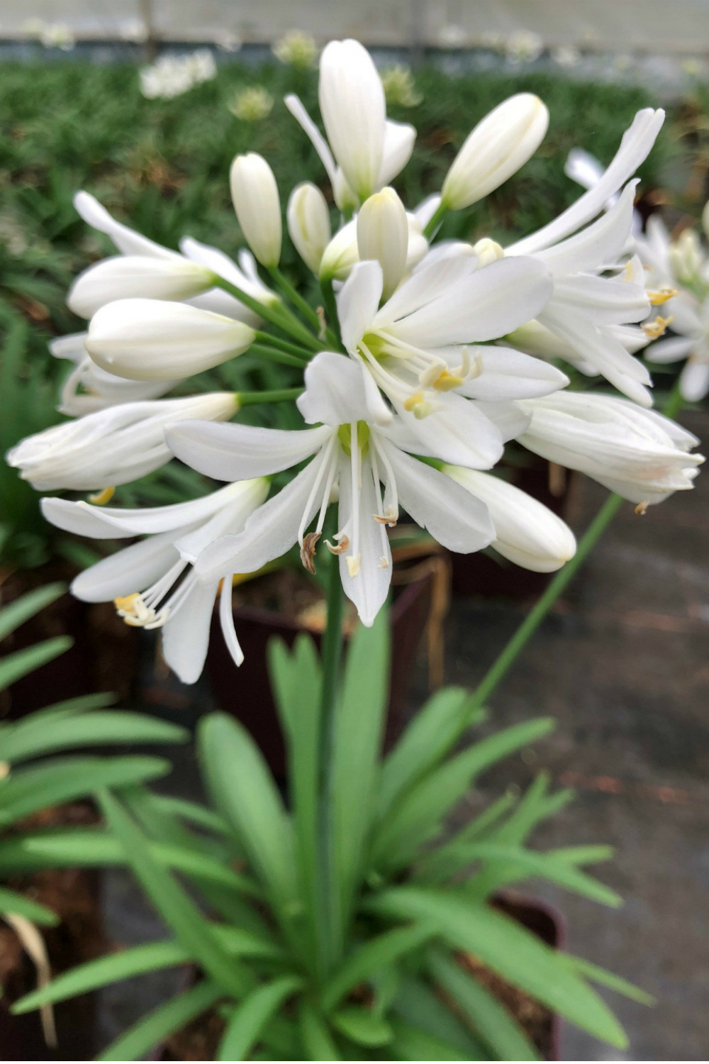 Agapanthe 'kilmurry white' - en pot de 3 litres
