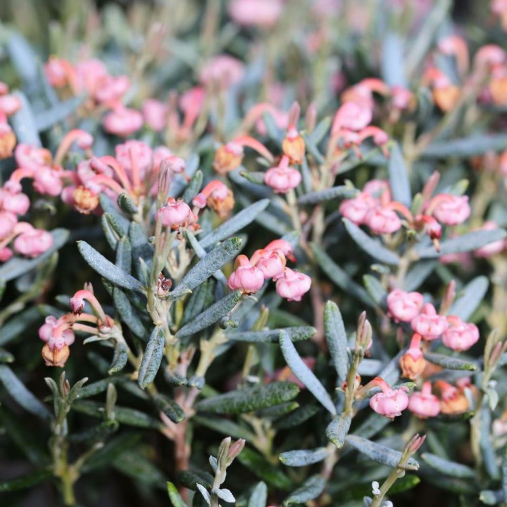 Andromède 'compacta' (andromeda polifolia 'compacta')