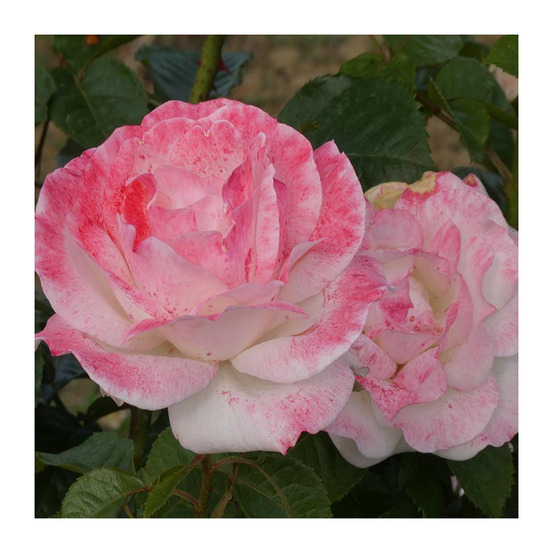 Rosier buisson blanc irene dresel® evespisel