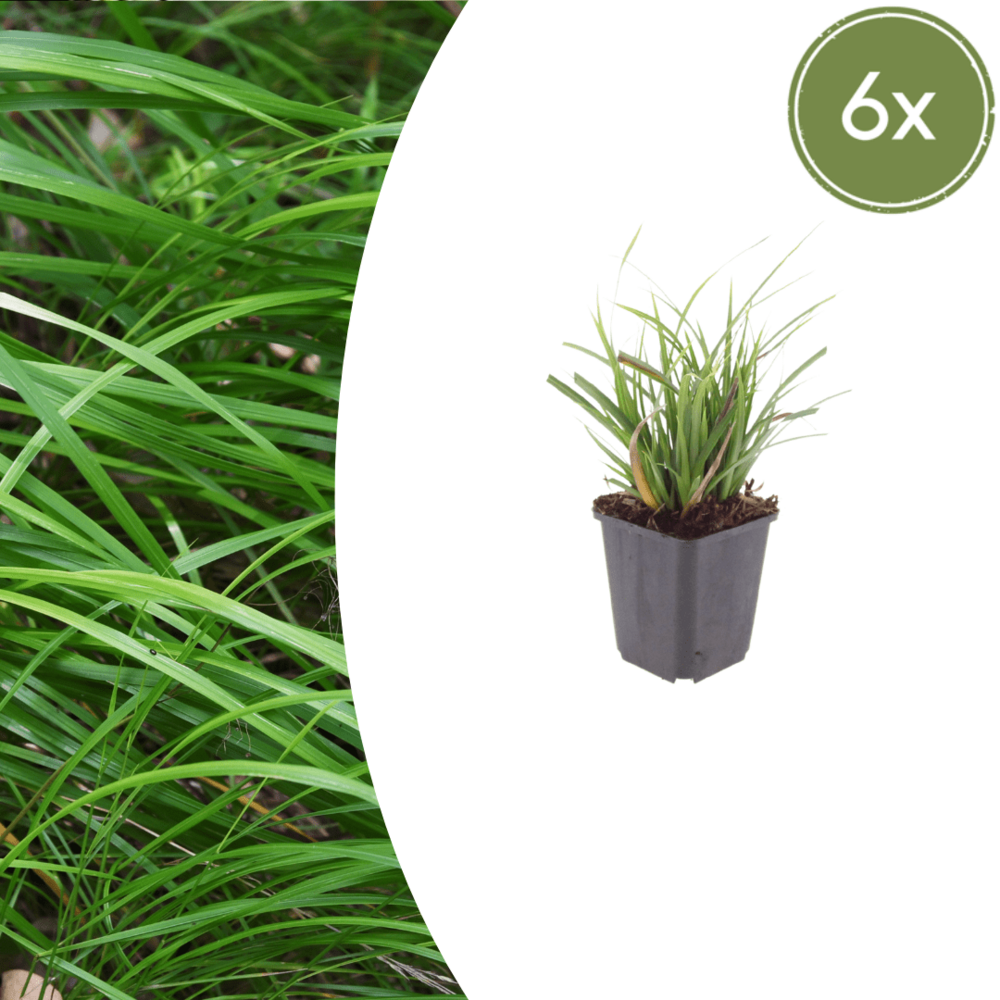 Lot de 6 - laîche du japon (carex morrowii) 'carex morrowii'