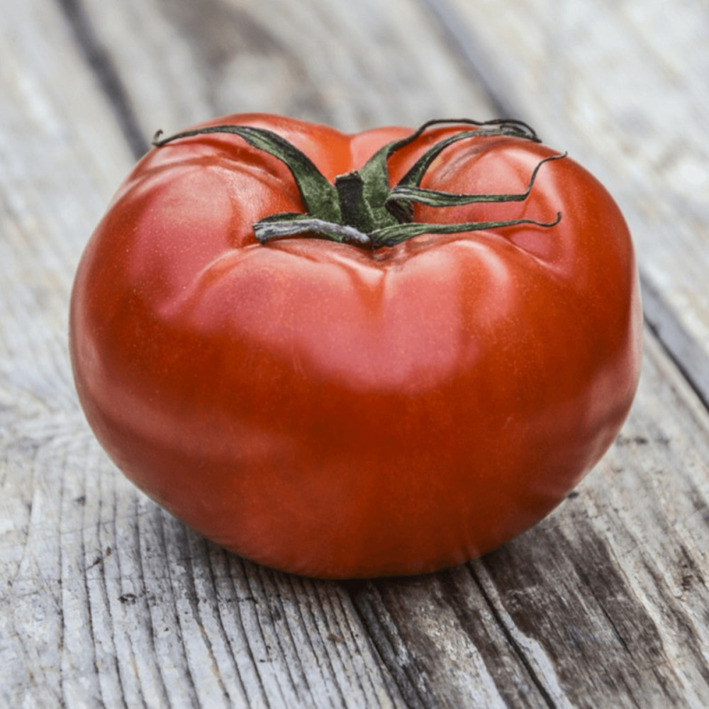 Plant de tomate noire russe lot de 3 godets