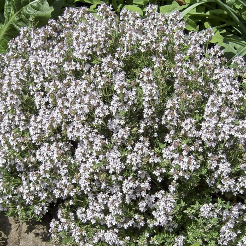 Thym orange godet de 7/8 cm