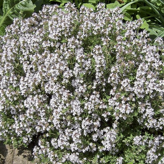 Thym orange godet de 7/8 cm