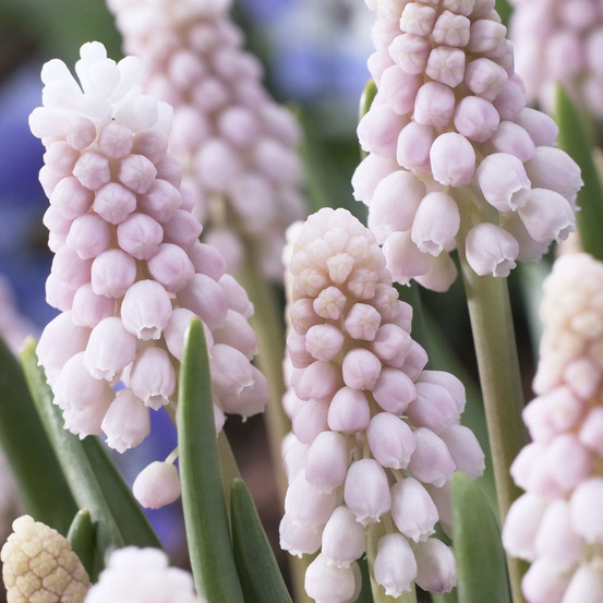 5 muscaris rose pink sunrise - le sachet de 5 bulbes / circonférence 5-6cm