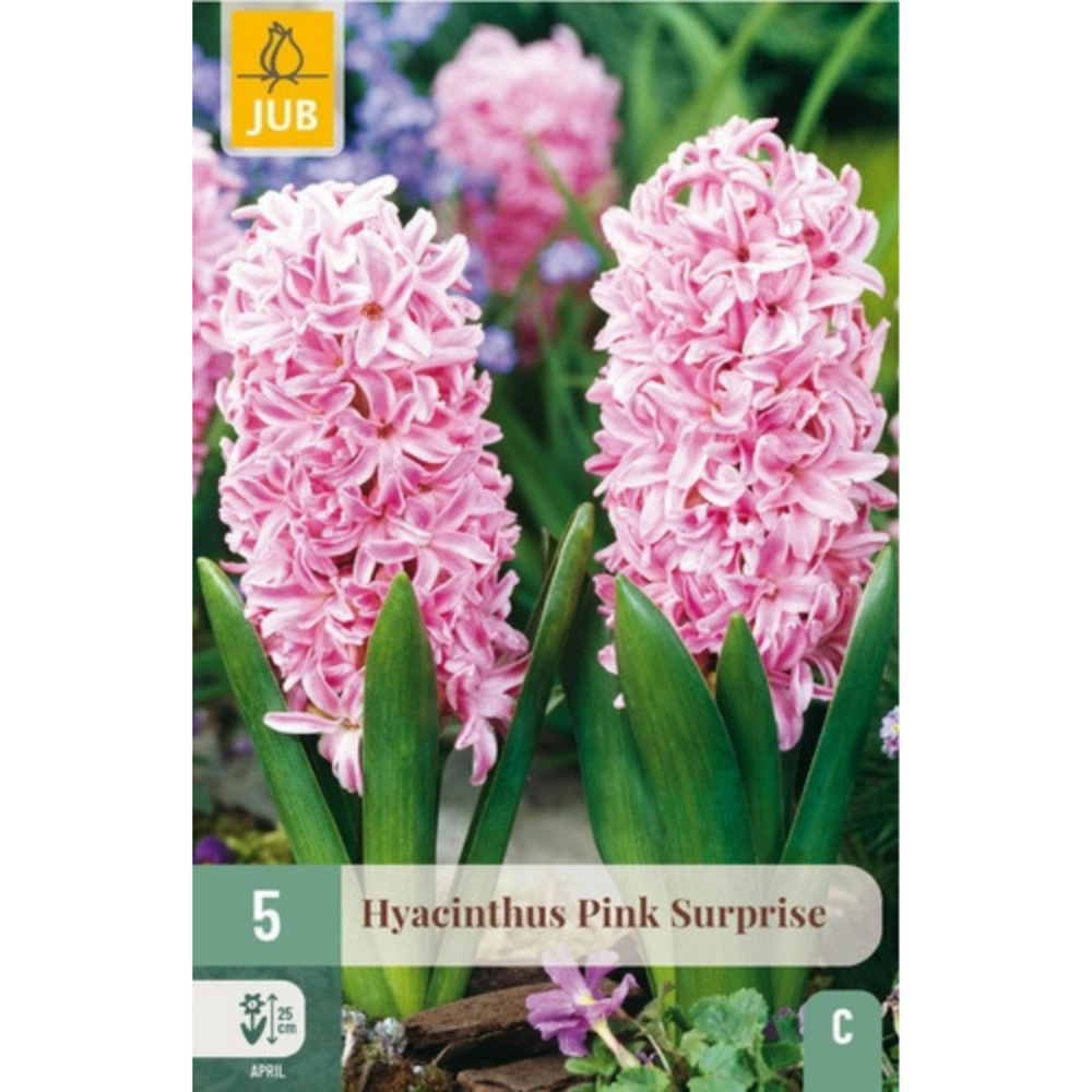 5 jacinthes pink surprise