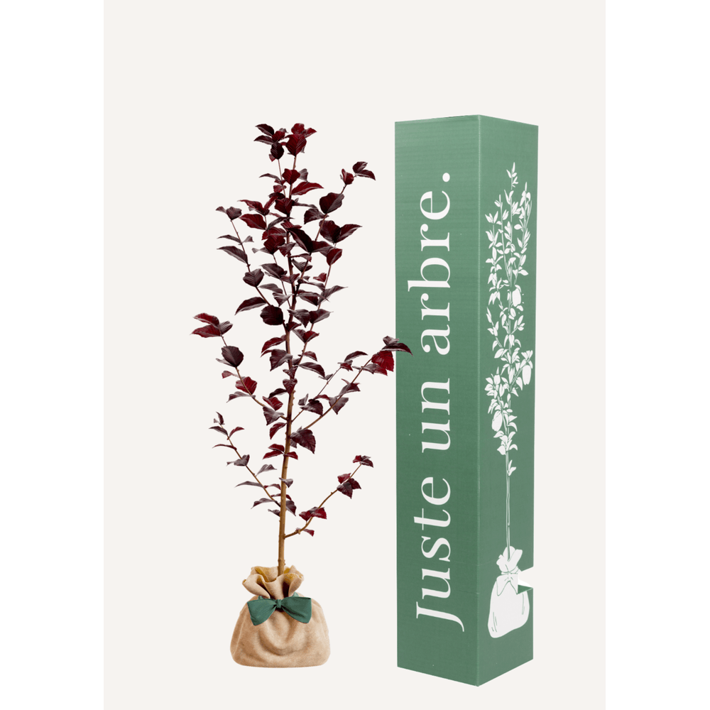 Hêtre pourpre | offrez un arbre pour célébrer les grands moments de vie (naissance, mariage). Un cadeau unique.