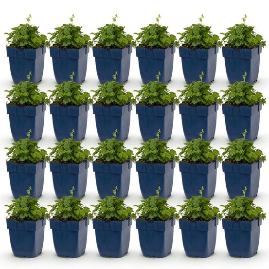 Campanule 'lisduggan variety' - lot de 24 - pot 11 cm - hauteur 25 cm - plante d'extérieur