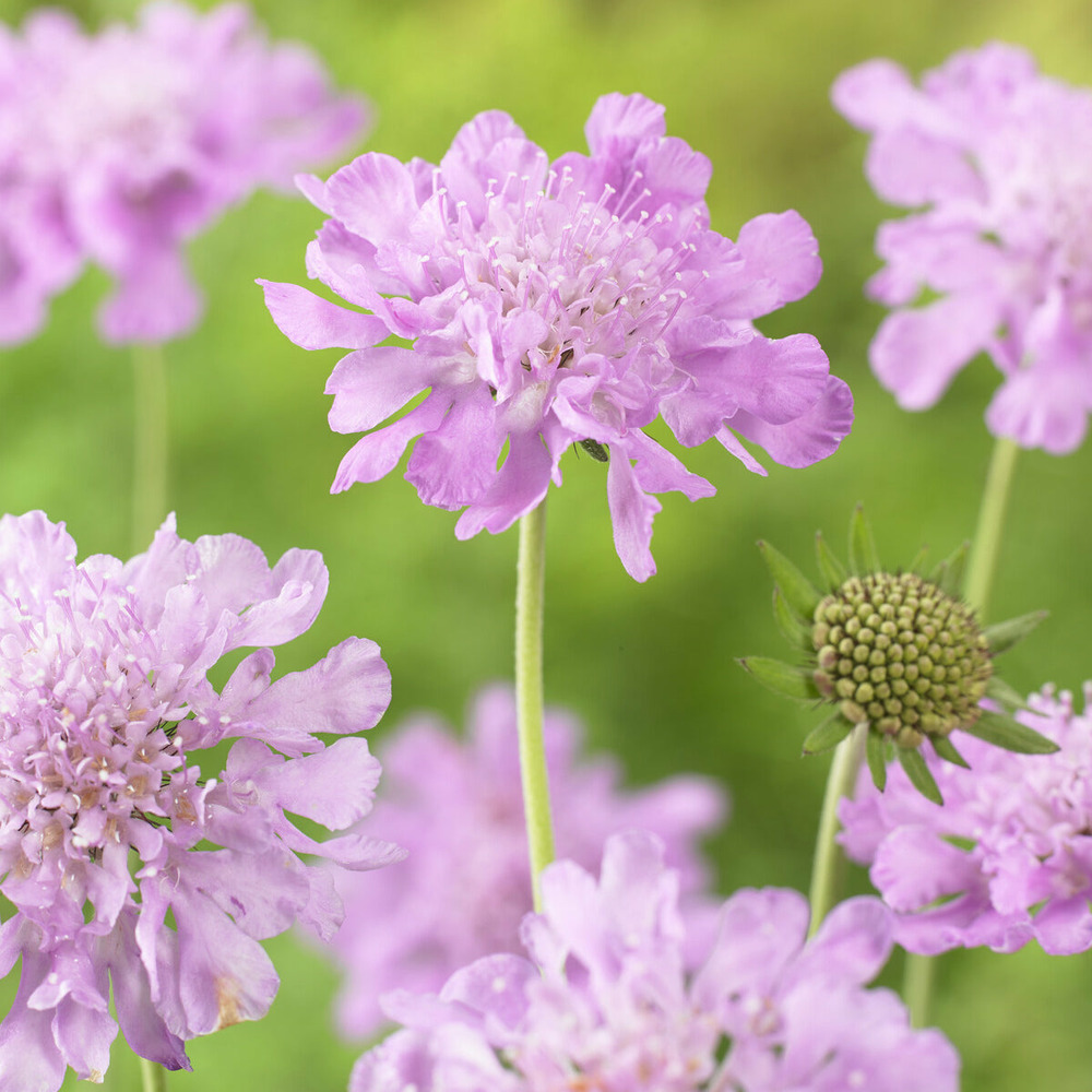 Scabieuse colombaire pink mist - le pot / ø 9cm
