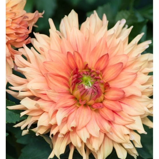 Bulbe de dahlia décoratif château d'urville sachet de 1 bulbe