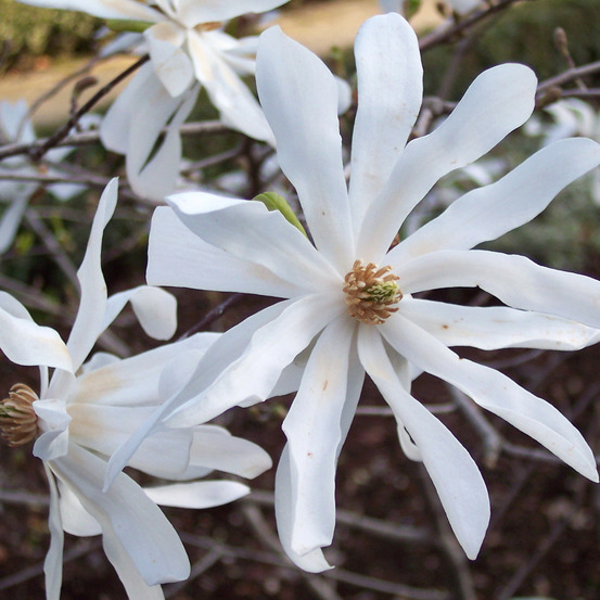 Magnolia étoilé - magnolia stellata - 60-80 cm pot