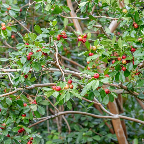 Goyavier de chine - le pot / ø 9cm