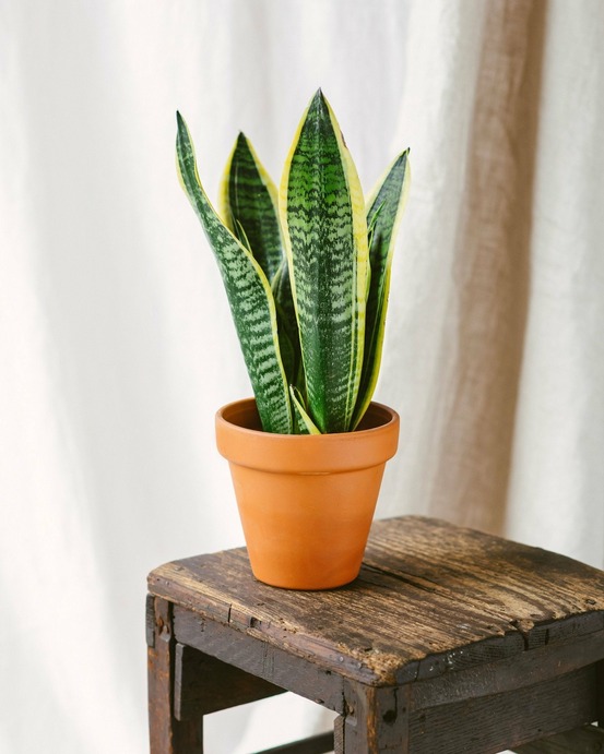 Sansevieria futura superba 30cm - plante d'intérieur
