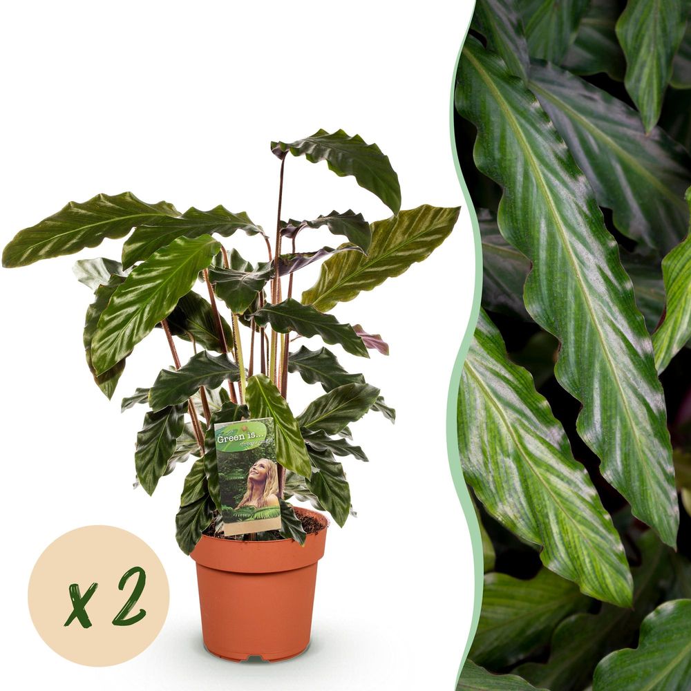 Calathea rufibarba - pot de 17cm - hauteur 55-60cm - plantes d'intérieur