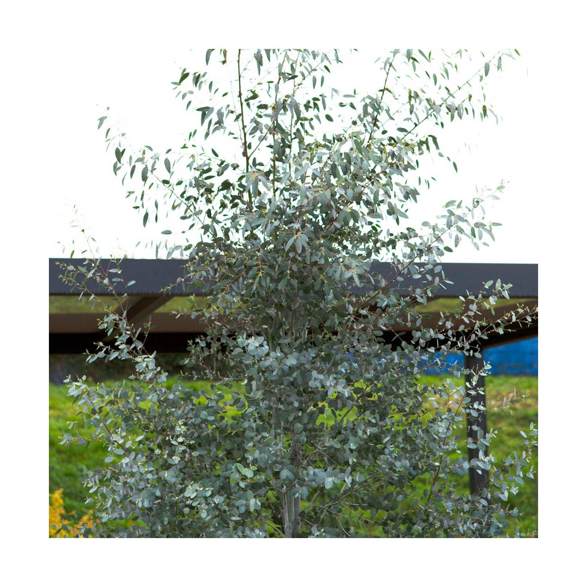 Eucalyptus gunnii silverana®/eucalyptus gunnii silverana®[-]pot de 5l - 80/100 cm