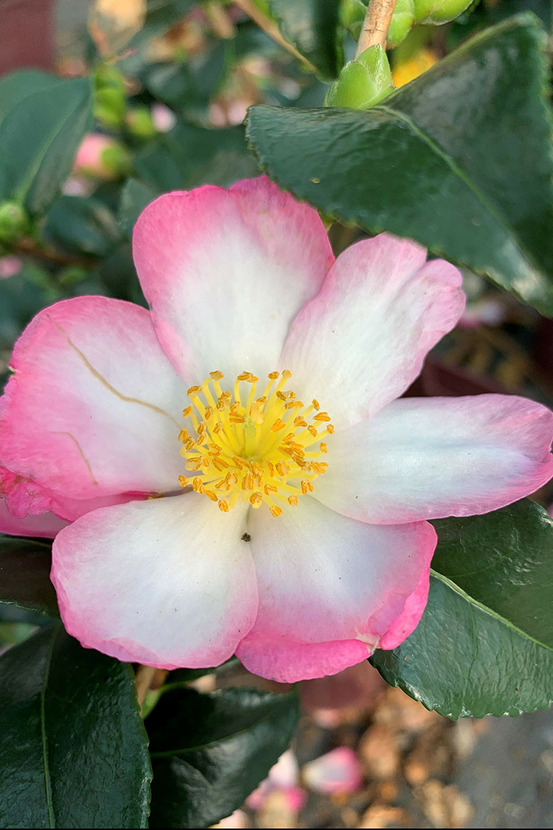 Camélia 'versicolor' - en pot de 4 litres