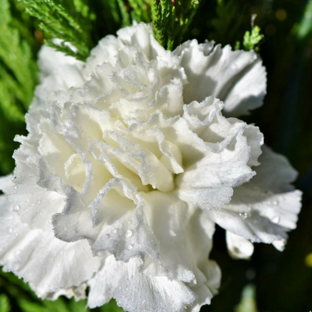 Oeillet mignardise memories pot de 1 litre