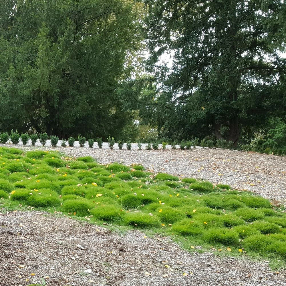 Gazon des mascareignes lot de 9 godets