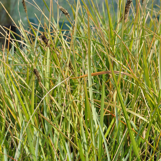 6 x sesleria bleu - sesleria heufleriana - godet 9cm x 9cm