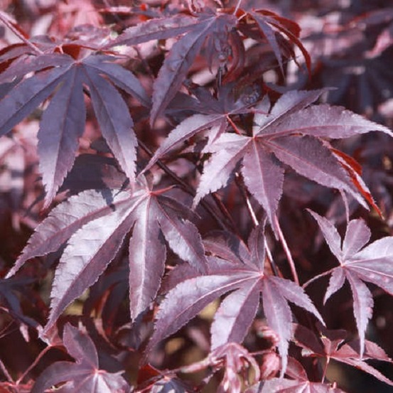 Érable du japon 'bloodgood' - acer palmatum 'bloodgood' - 50-60 cm pot