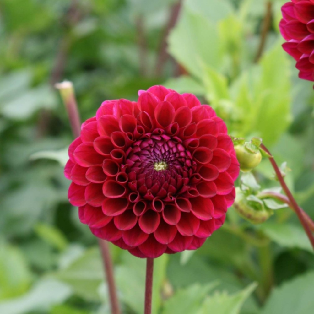 Dahlia gpe balles 'babette' bulbe calibre i