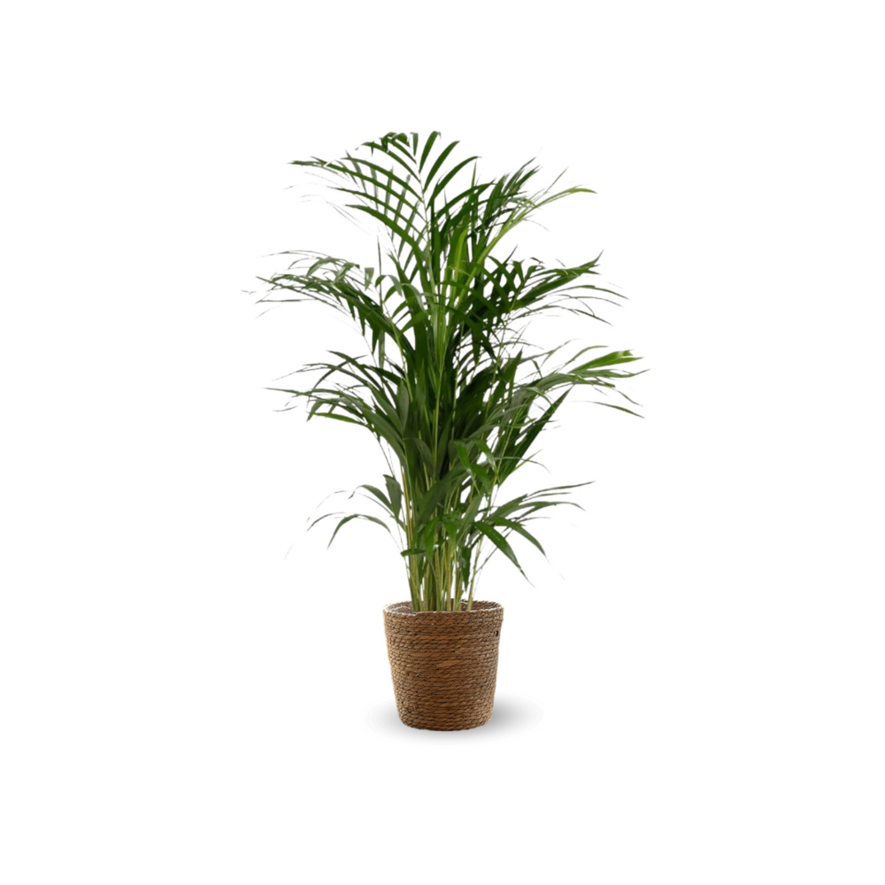 Areca panier en jonc de mer - dypsis lutescens - palmier d'intérieur - ↕ 70-80 cm - ⌀ 19 cm - purificateur d'air