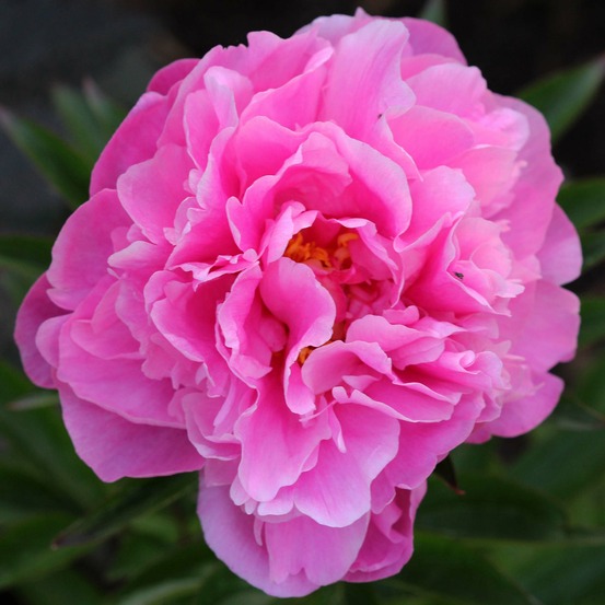 Pivoine de chine 'alexander fleming' pot de 3l/4l