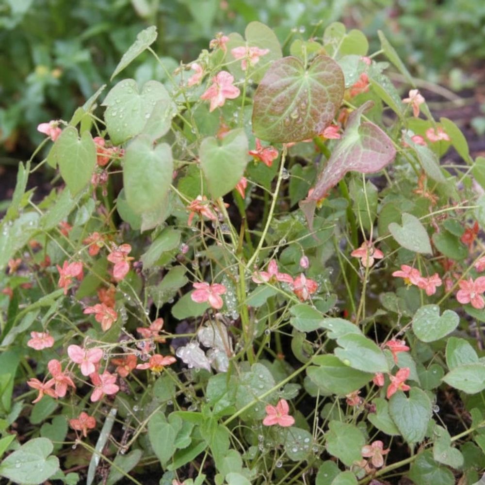 Fleur des elfes orangekönigin, epimedium godet - 5/20 cm