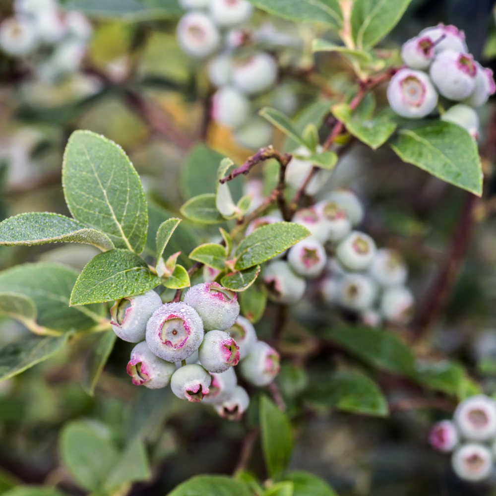 Myrtillier arbustive - vaccinium corymbosum 60 cm pot 5l