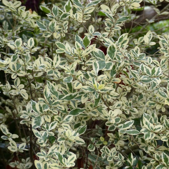 Troène de californie 'argenteum' godet de 8/9 cm