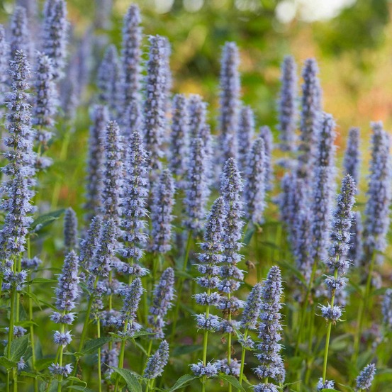 Agastache blue fortune - le pot / ø 9cm