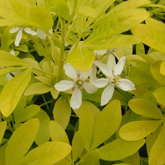 Oranger du mexique 'sundance' - choisya ternata 'sundance' - 40-50 cm pot