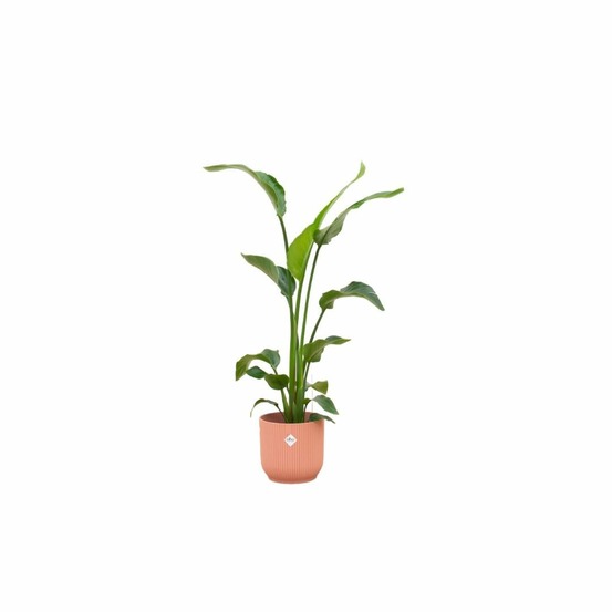 Strelitzia nicolai 120 cm et son pot rose 22cm - hauteur 120cm