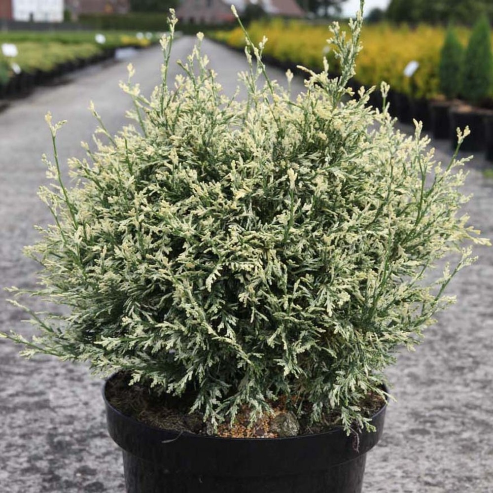 Cyprès de lawson 'pearly swirls' pot de 2l/3l