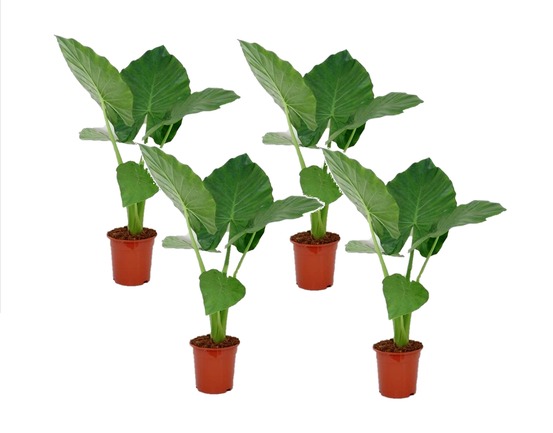 Plante à grandes feuilles - set de 4 - alocasia macrorrhizos - h60-70cm - ⌀17cm