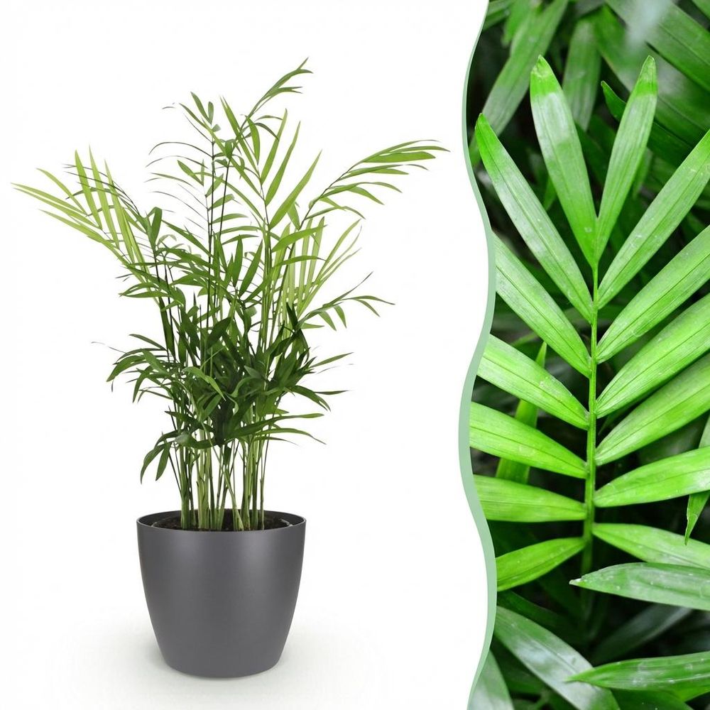 Chamaedorea elegans - pet-friendly - pot de 12cm - hauteur 15cm - plantes d'intérieur