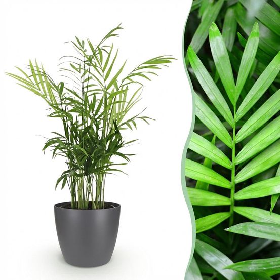 Chamaedorea elegans - pet-friendly - pot de 12cm - hauteur 15cm - plantes d'intérieur
