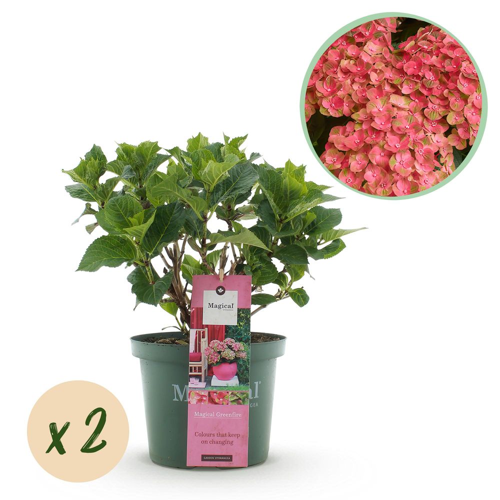 Hortensia magical green - lot de 2 - pot 23 cm - hauteur 55 cm - plante d'extérieur