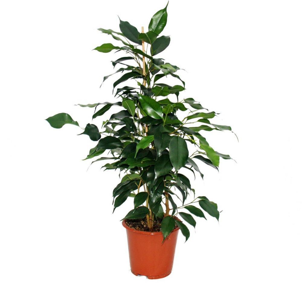 Figue qui pleure - ficus 