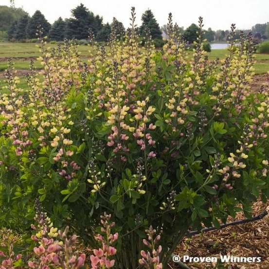 Lupin indigo 'decadence deluxe pink lemonade' godet de 8/9 cm