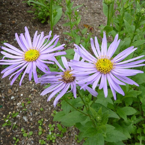 Aster de frikart 'mönch' godet de 8/9 cm