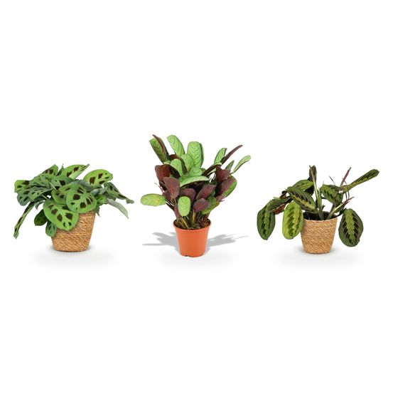 Trio plantes de prière — maranta fascinator tricolour, maranta fascinator kerchoveana & ctenanthe amagris